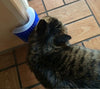 Cat and Dog Self Hair Brush Comb